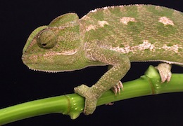 European Chameleon