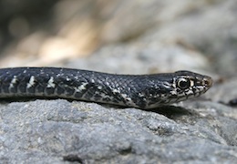 Cyprus Whip Snake