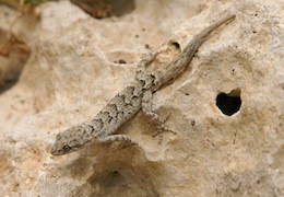 Kotschy's Gecko